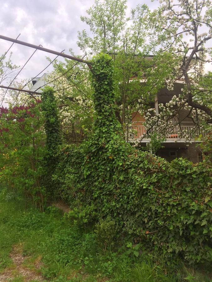 Nino'S Veranda Apartment Telawi Zewnętrze zdjęcie